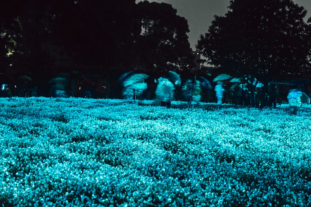 a field of blue flowers with trees in the background