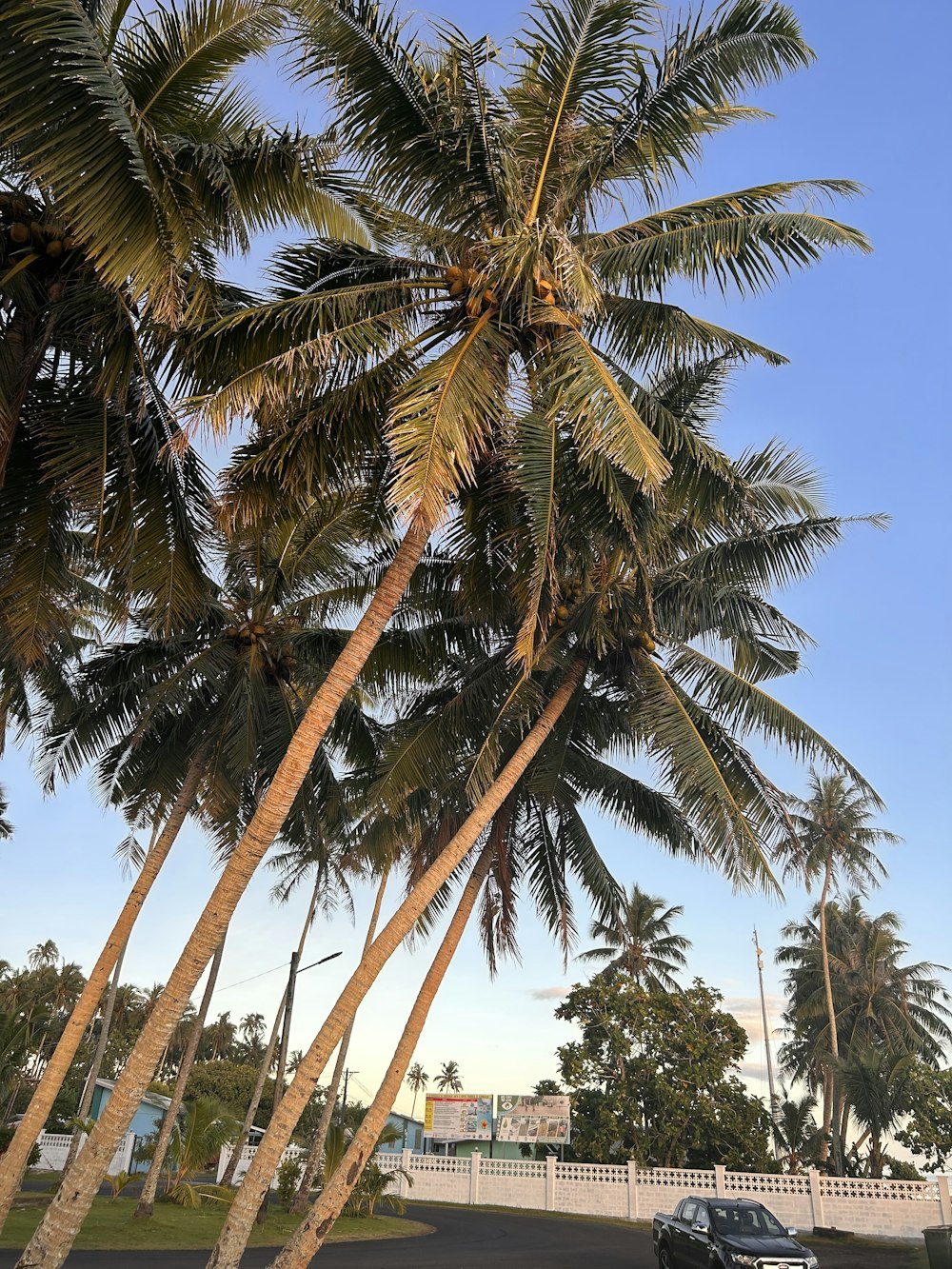 a car parked under a palm tree in a parking lot