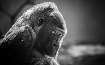 A black and white portrait of a gorilla with intense, expressive eyes, surrounded by shadows that highlight the texture of its fur. The gorilla is looking directly at the camera, conveying a sense of wisdom and strength.