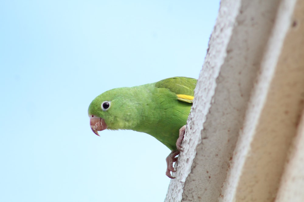 a green parrot perched on the side of a building