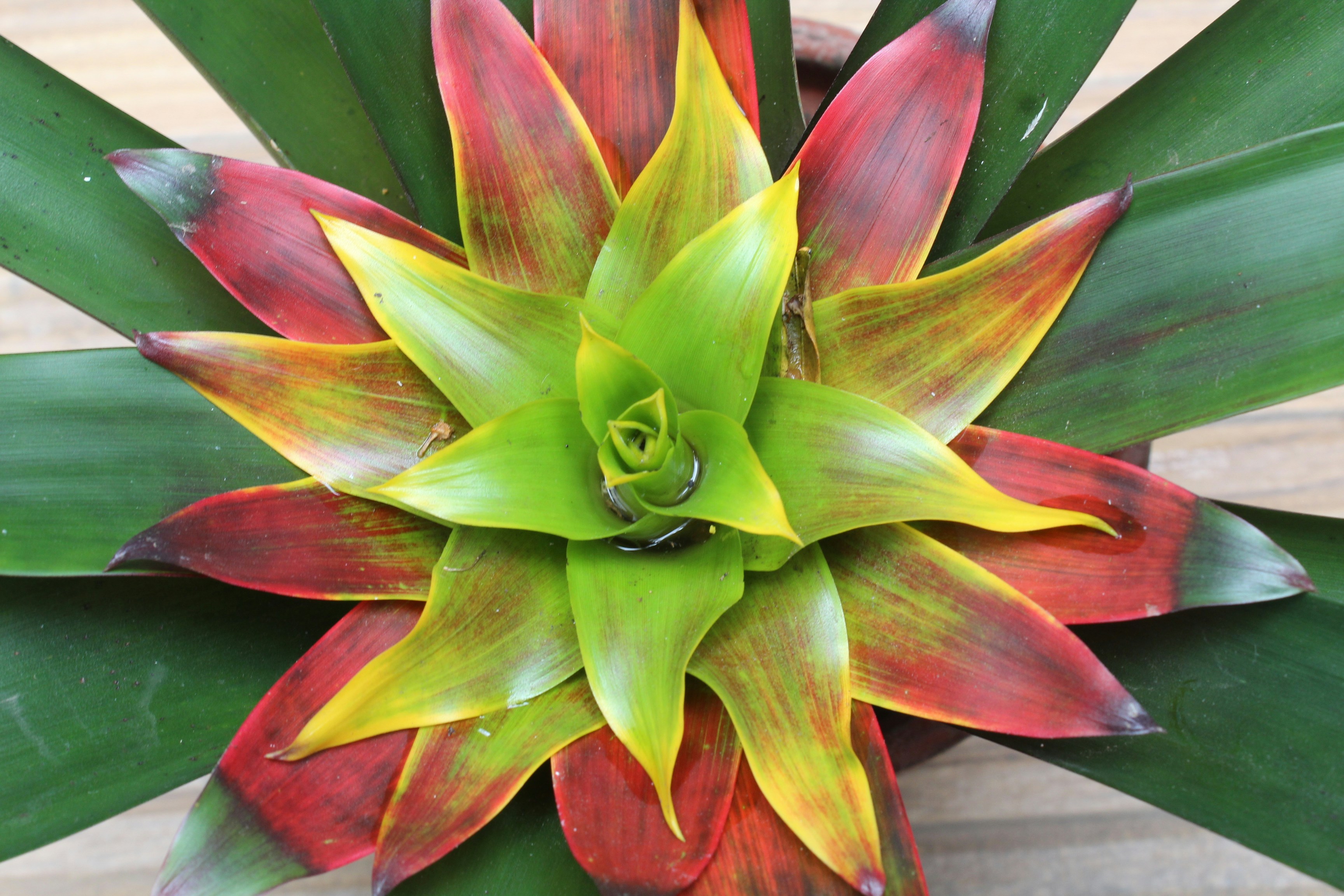 a close up of a flower on a wooden surface