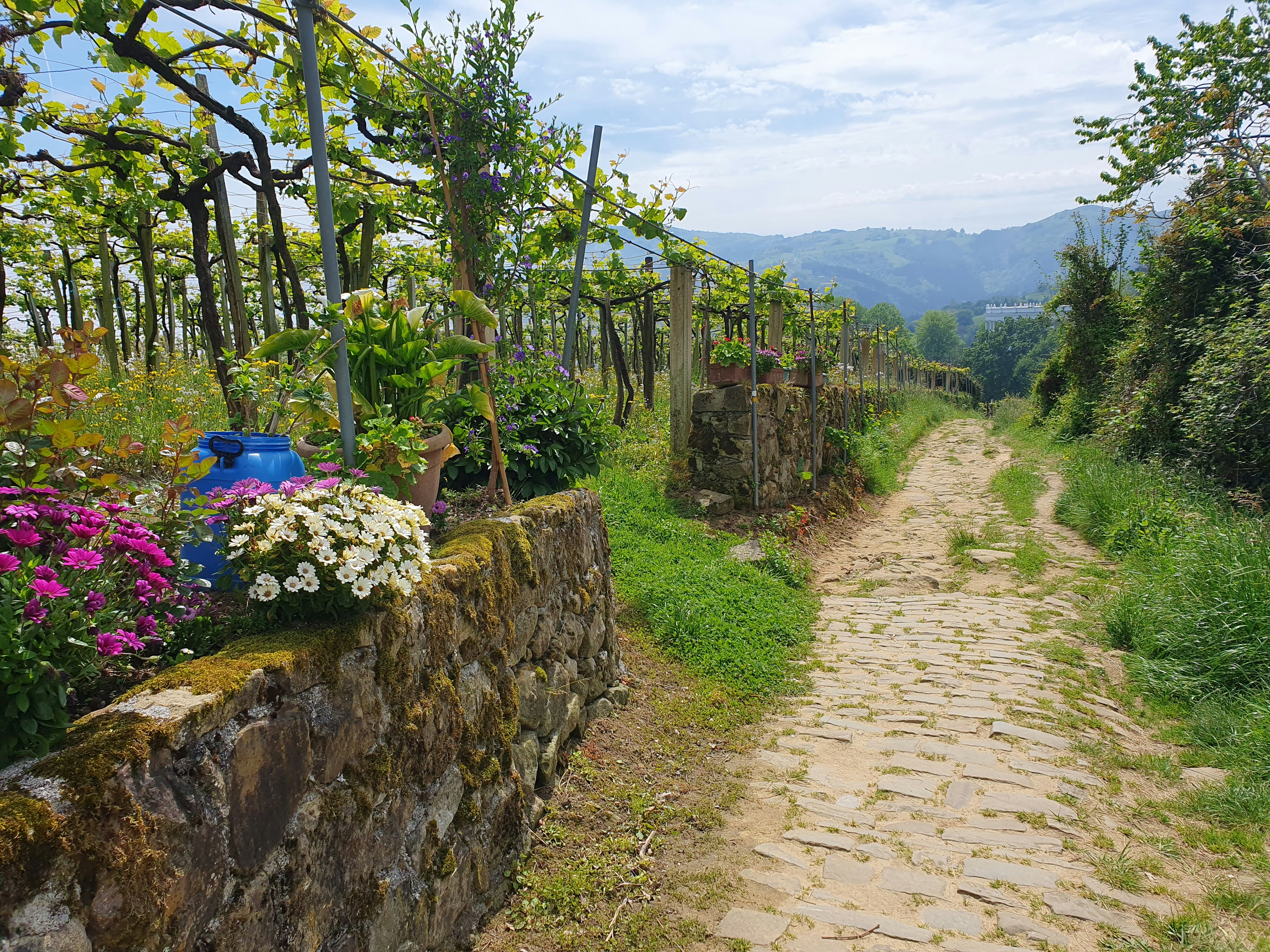Un sentiero di pietra che conduce a una collina verde lussureggiante