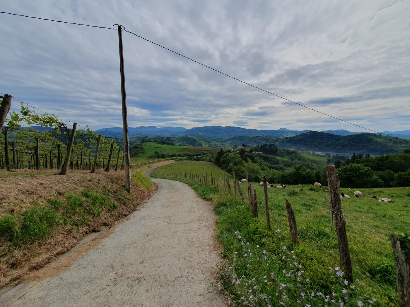 Camino de tierra entre prados verdes, terreno típico del Camino de Santiago