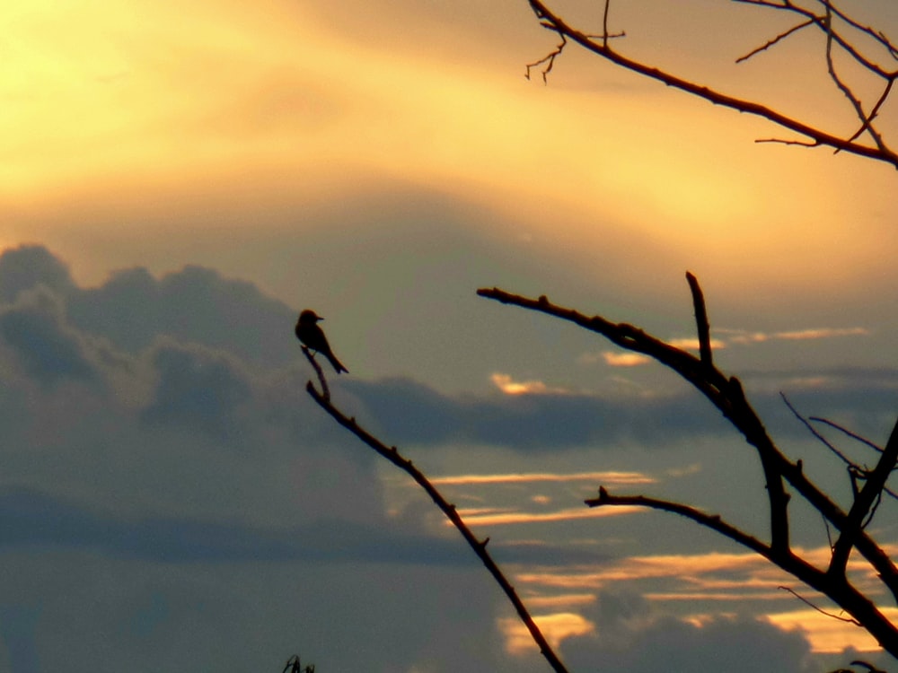 a bird sitting on a tree branch in front of a cloudy sky