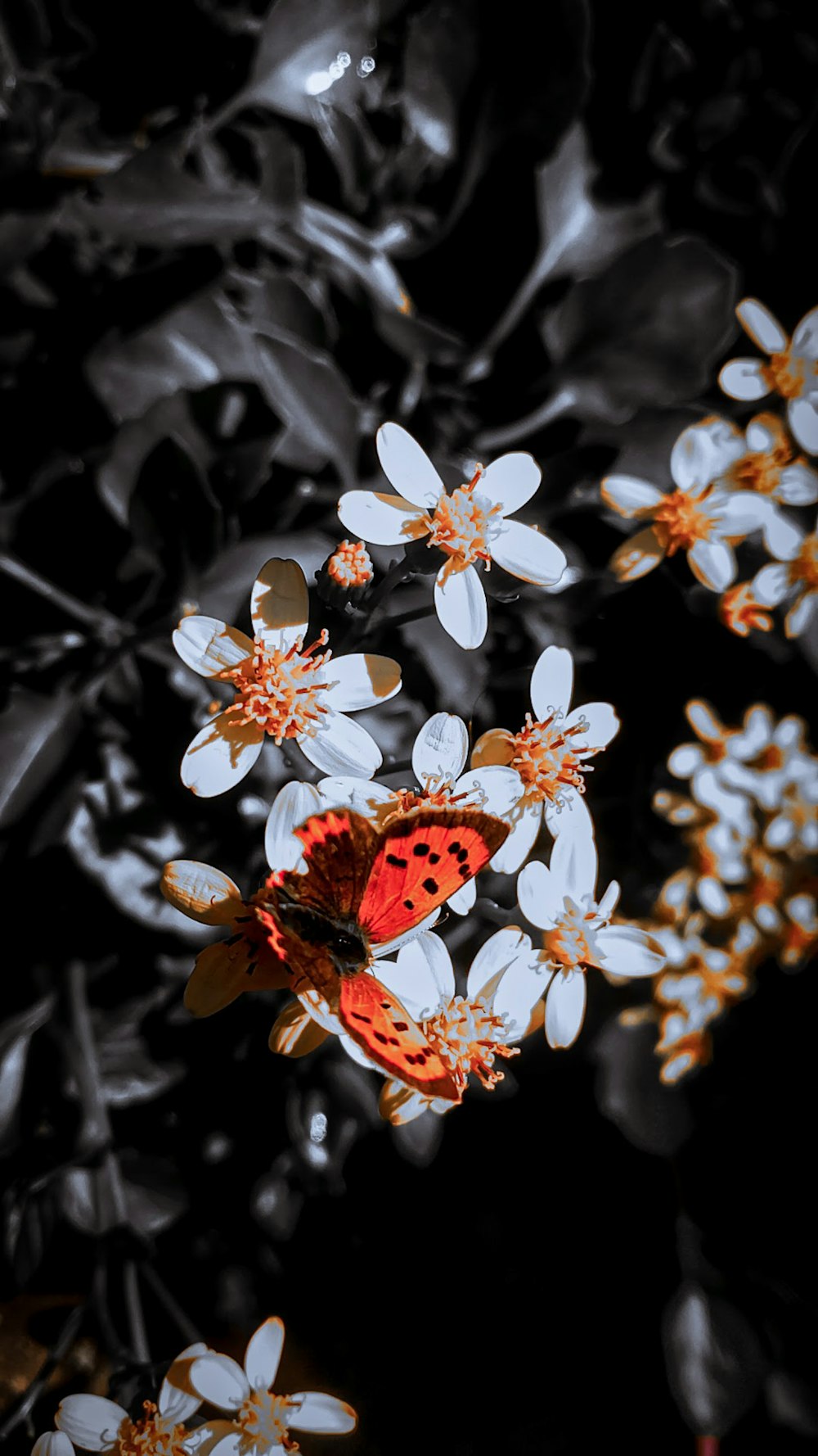 a red butterfly sitting on a white flower