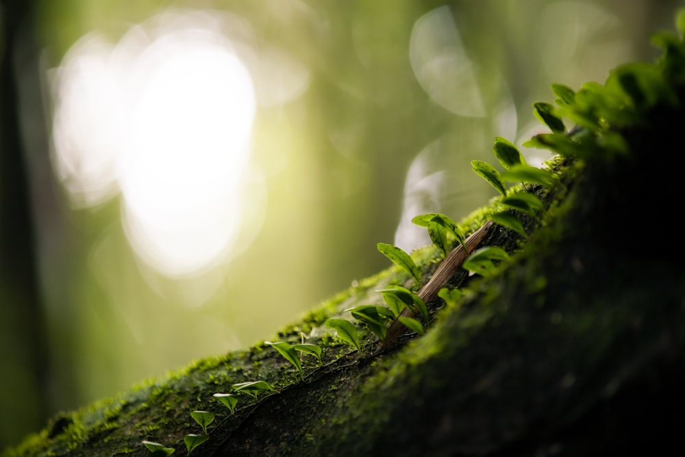 a close up of moss growing on a tree