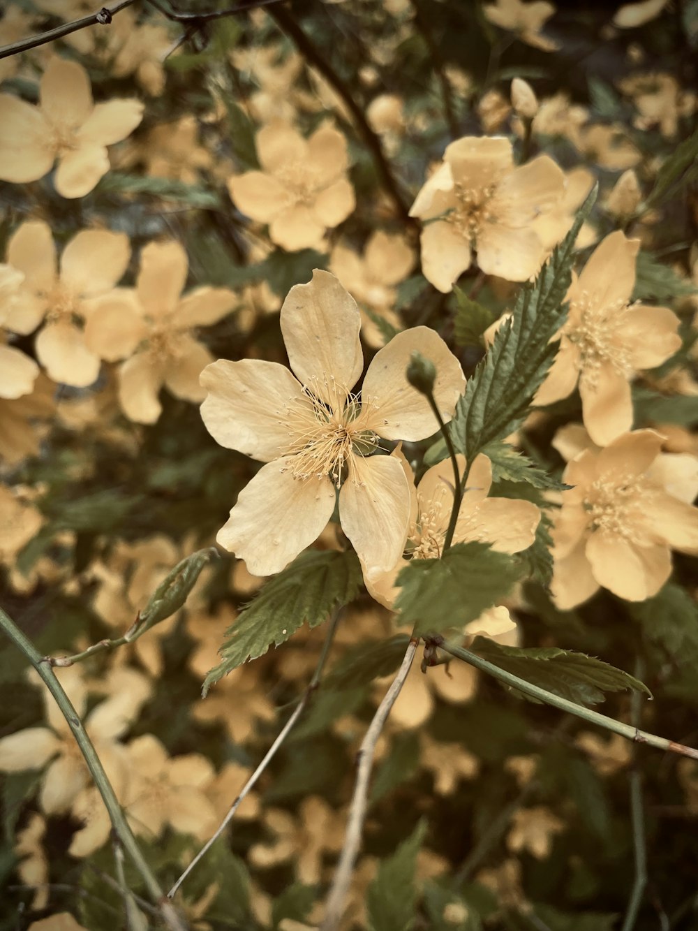 a bunch of yellow flowers that are on a tree