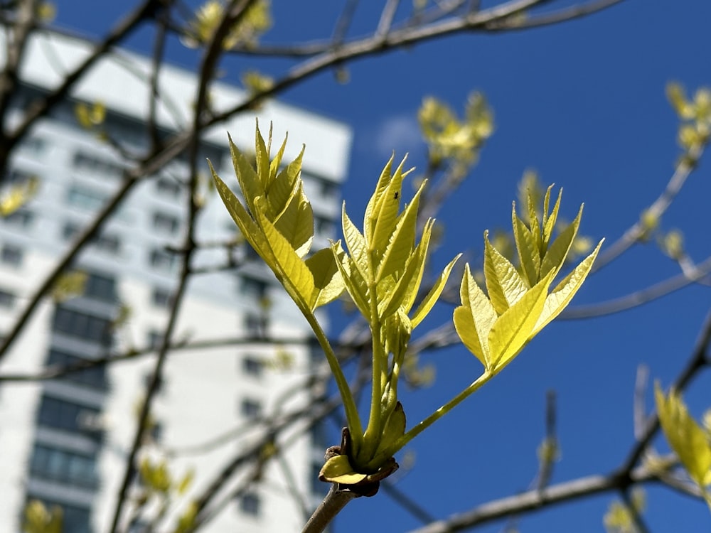 a tree branch with yellow leaves in front of a building