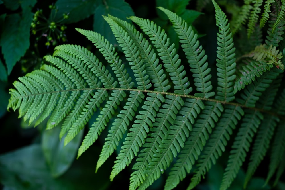 a close up of a green plant with lots of leaves