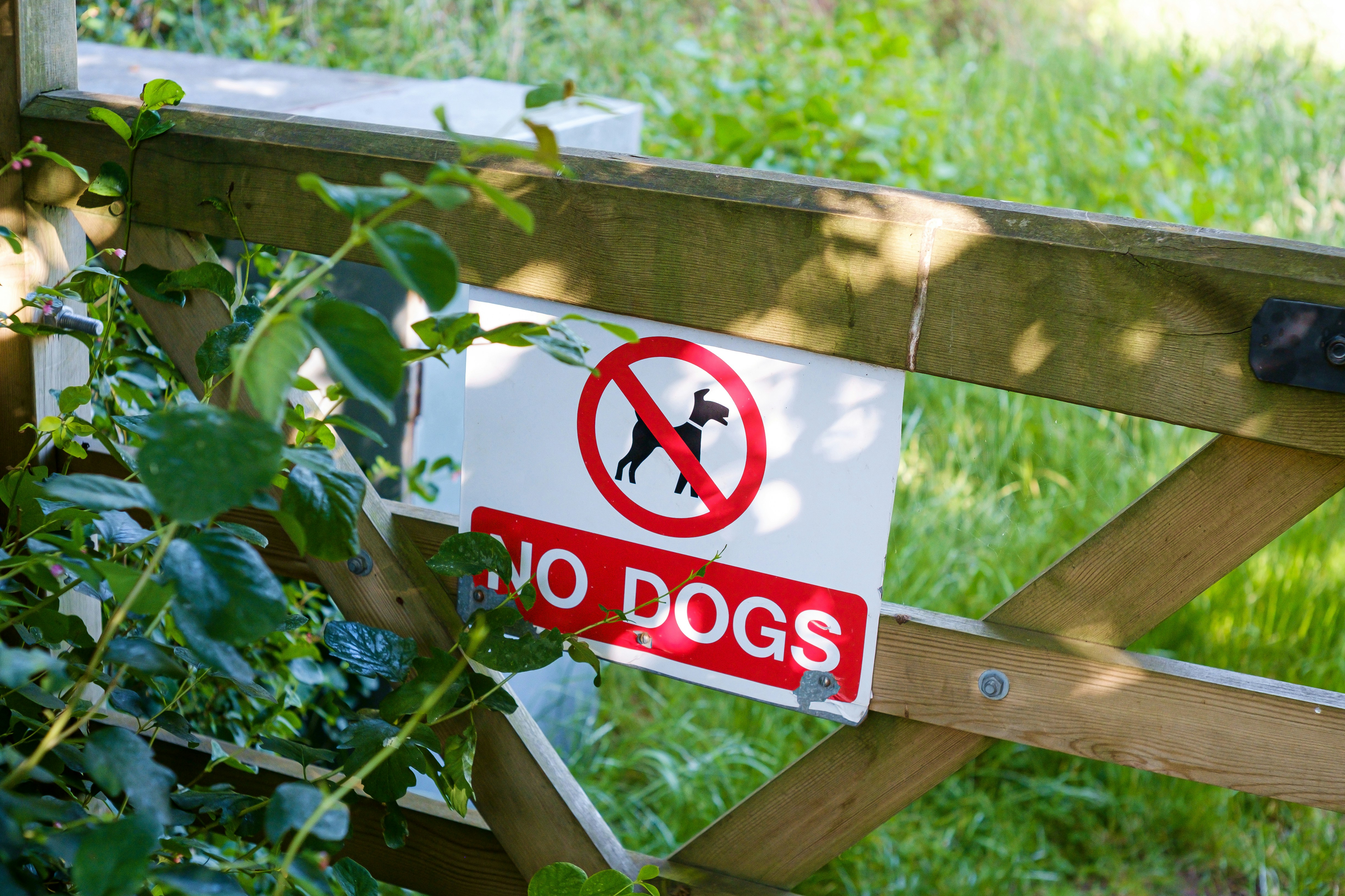 a no dogs sign hanging on a wooden fence