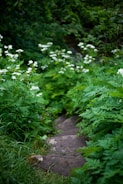 A close-up of a beautifully landscaped outdoor step.
