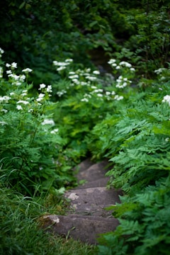 A close-up of a beautifully landscaped outdoor step.