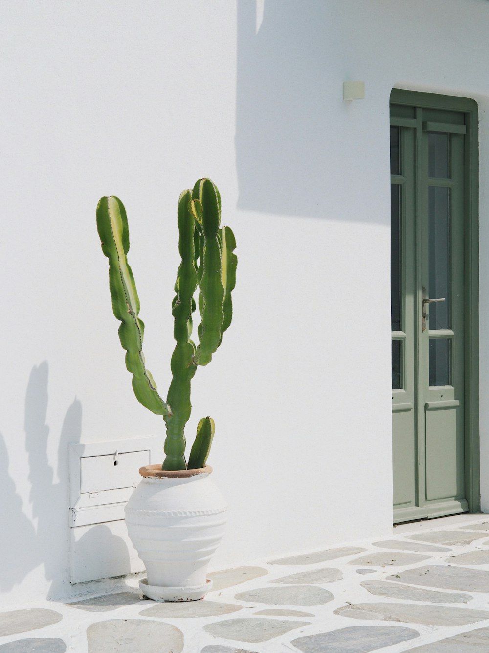 a cactus in a white pot on the ground