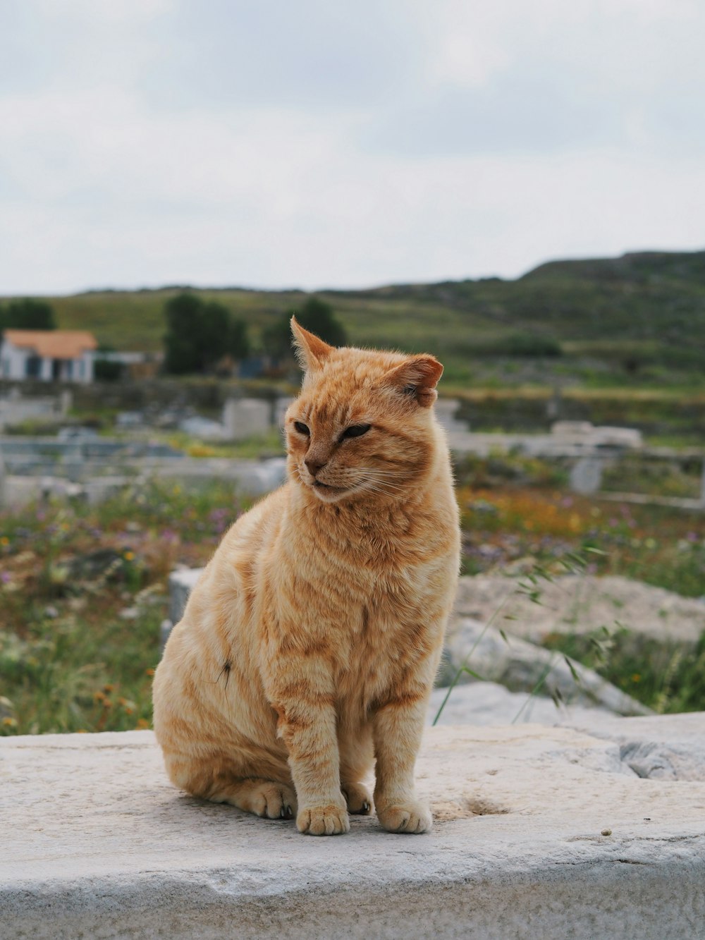an orange cat sitting on top of a cement slab