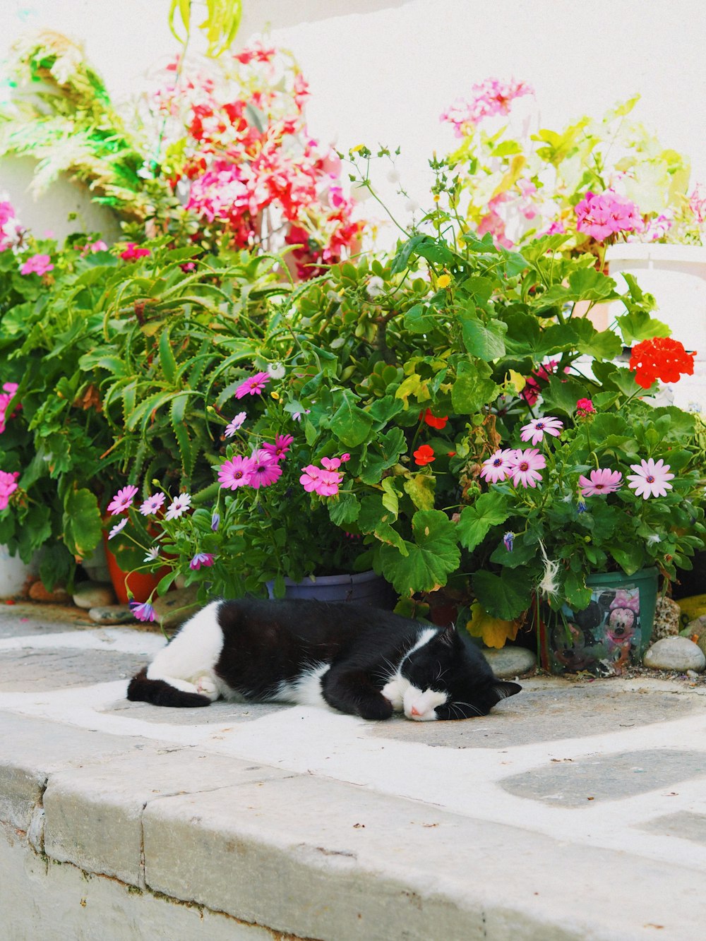 a black and white cat laying in front of flowers