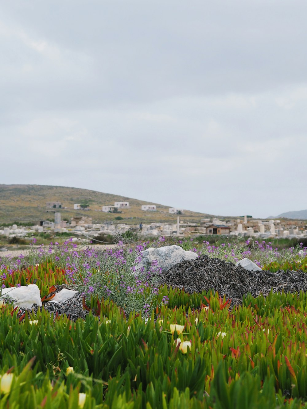 a field of flowers and rocks on a cloudy day