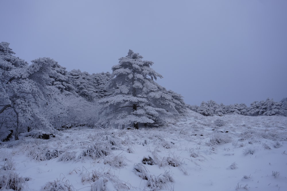 a snow covered field with trees and bushes