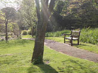 A candid shot of a sunlit park bench surrounded by blooming flowers.