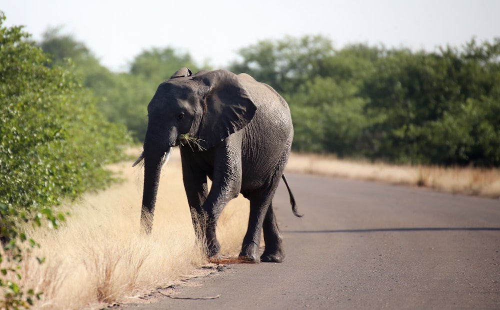 an elephant is walking down the road with grass in its mouth