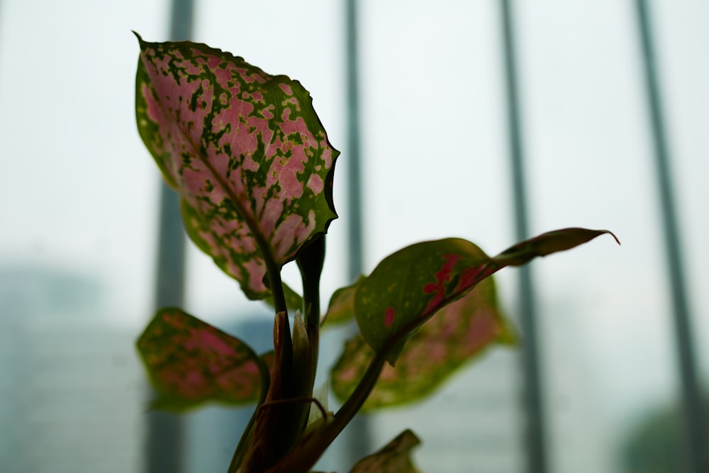 a close up of a green and pink plant