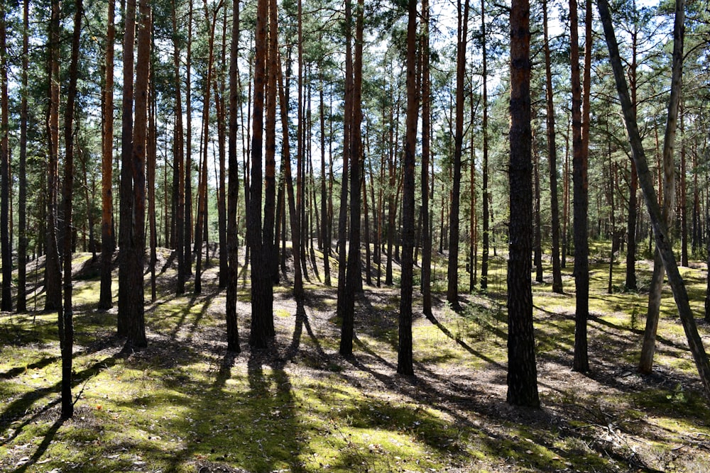 a forest filled with lots of tall trees