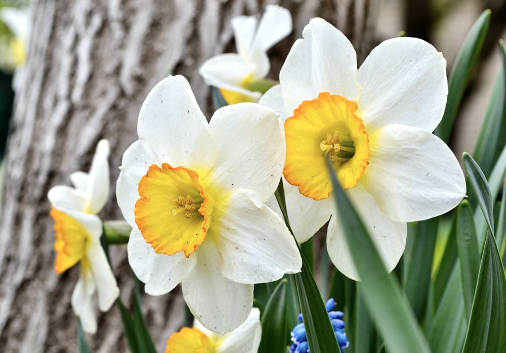 un groupe de fleurs blanches et jaunes à côté d’un arbre