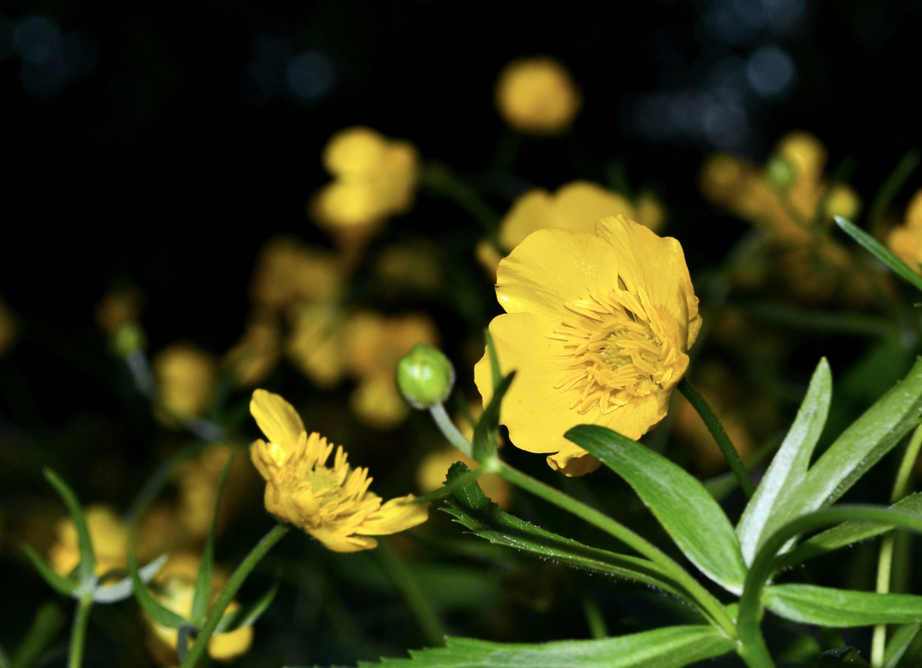 Photo by evgenslavin