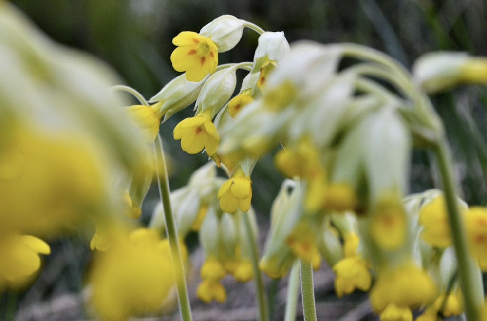 a bunch of yellow flowers growing in a field