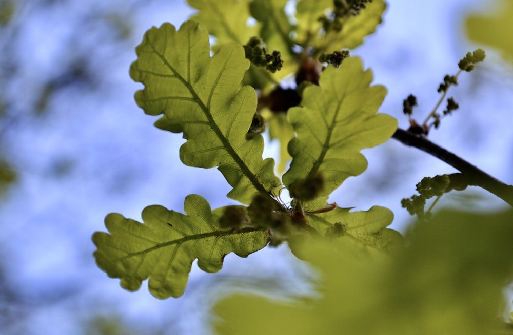 a close up of a green leafy tree