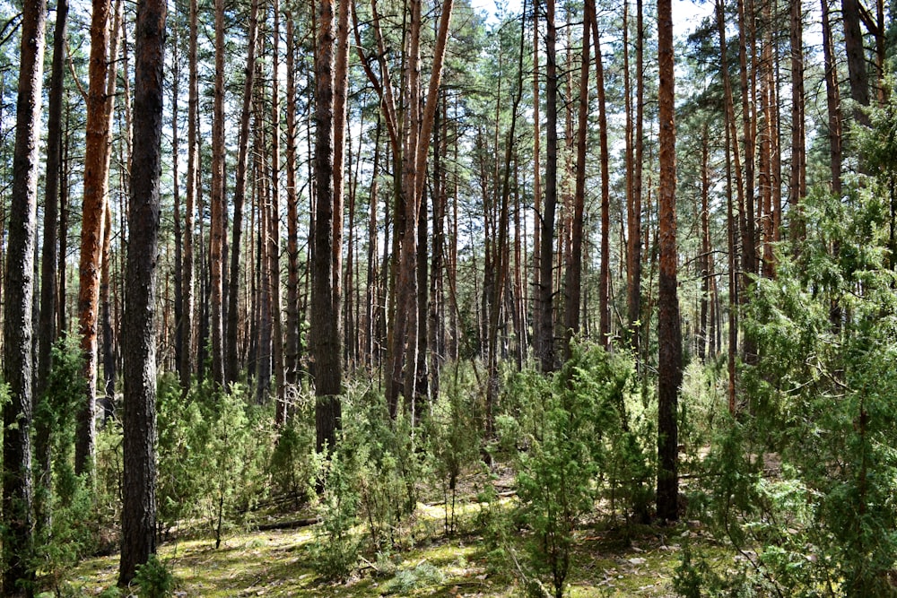 a forest filled with lots of tall pine trees