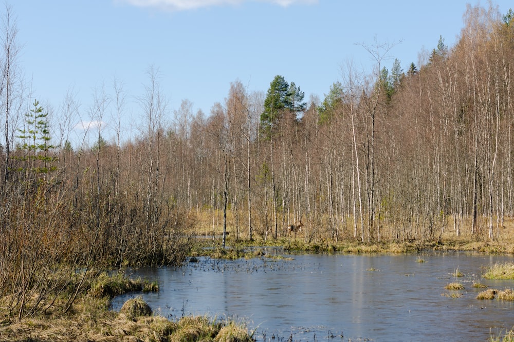 a small pond surrounded by trees in a forest