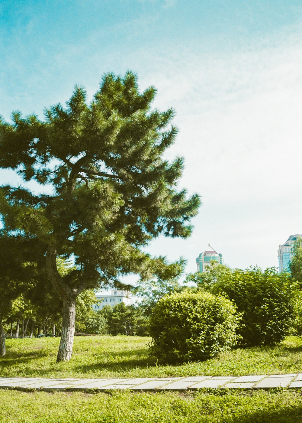 a large pine tree in a grassy field