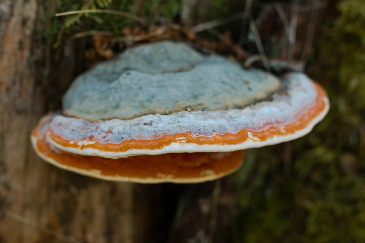 Close-up of a black chaga mushroom growing on a tree trunk