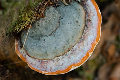 a close up of a mushroom on the ground