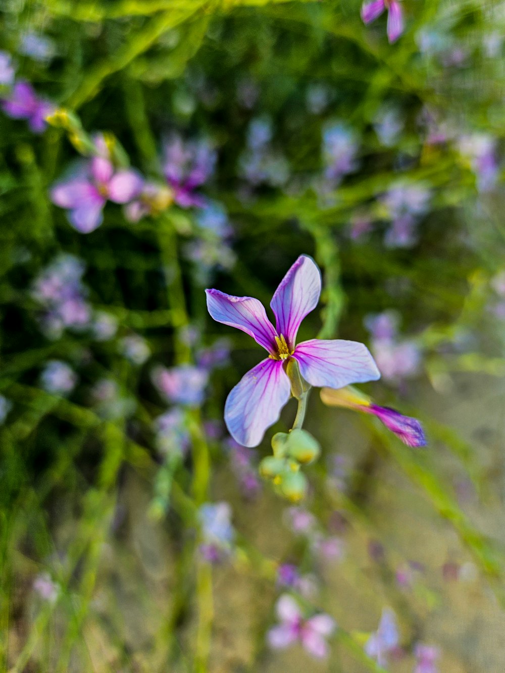 a close up of a purple flower in a field