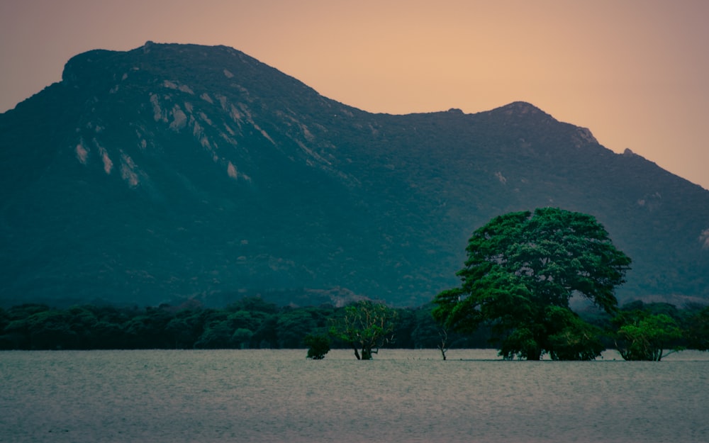 a large mountain is in the distance with trees in the foreground