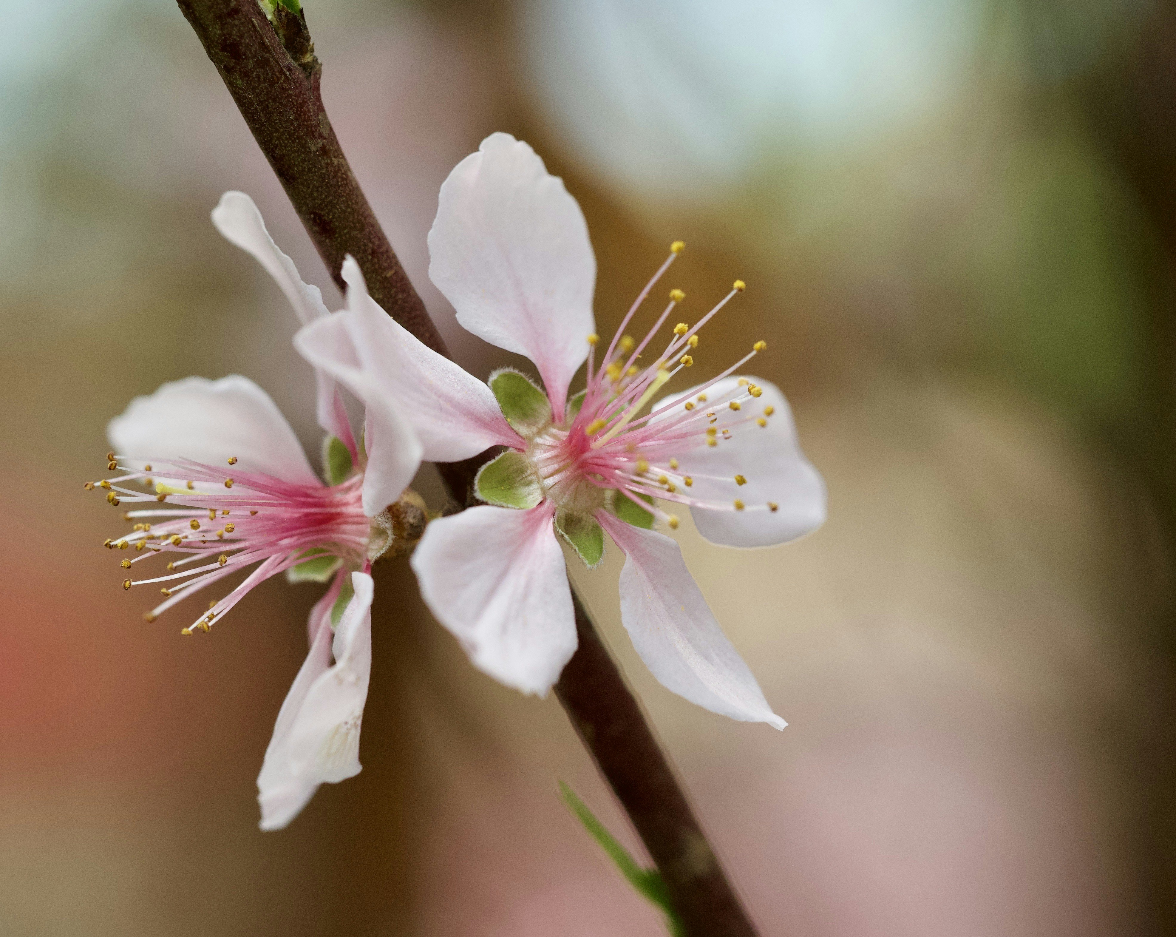 a close up of a flower on a tree branch