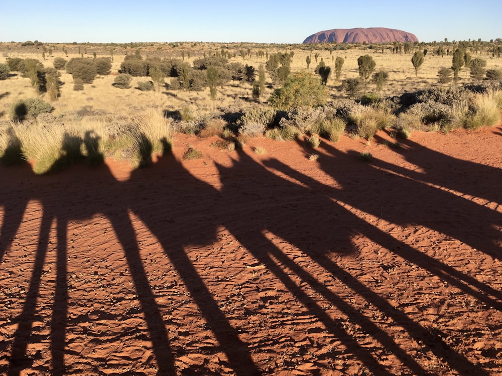 the shadow of a group of people in the desert