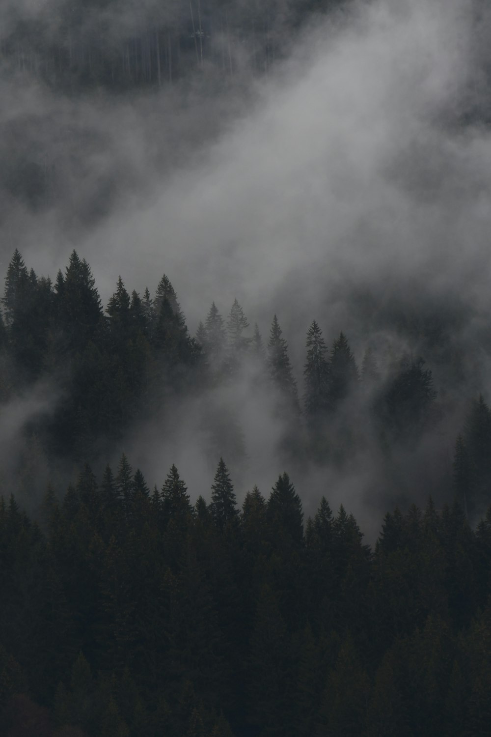 Un avión sobrevolando un bosque cubierto de niebla