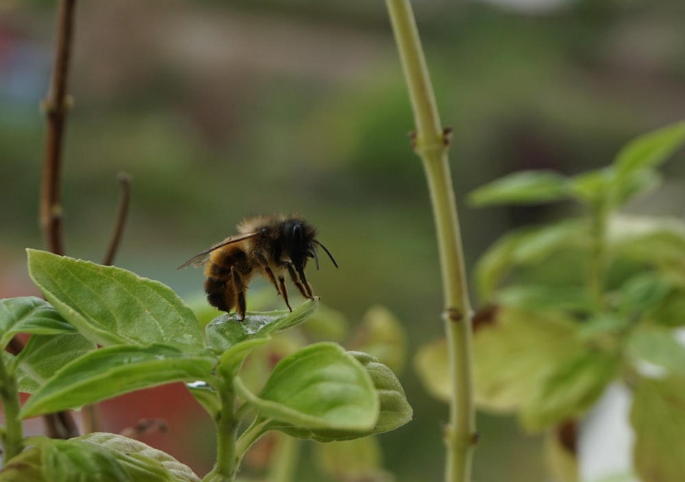 a close up of a bee on a plant