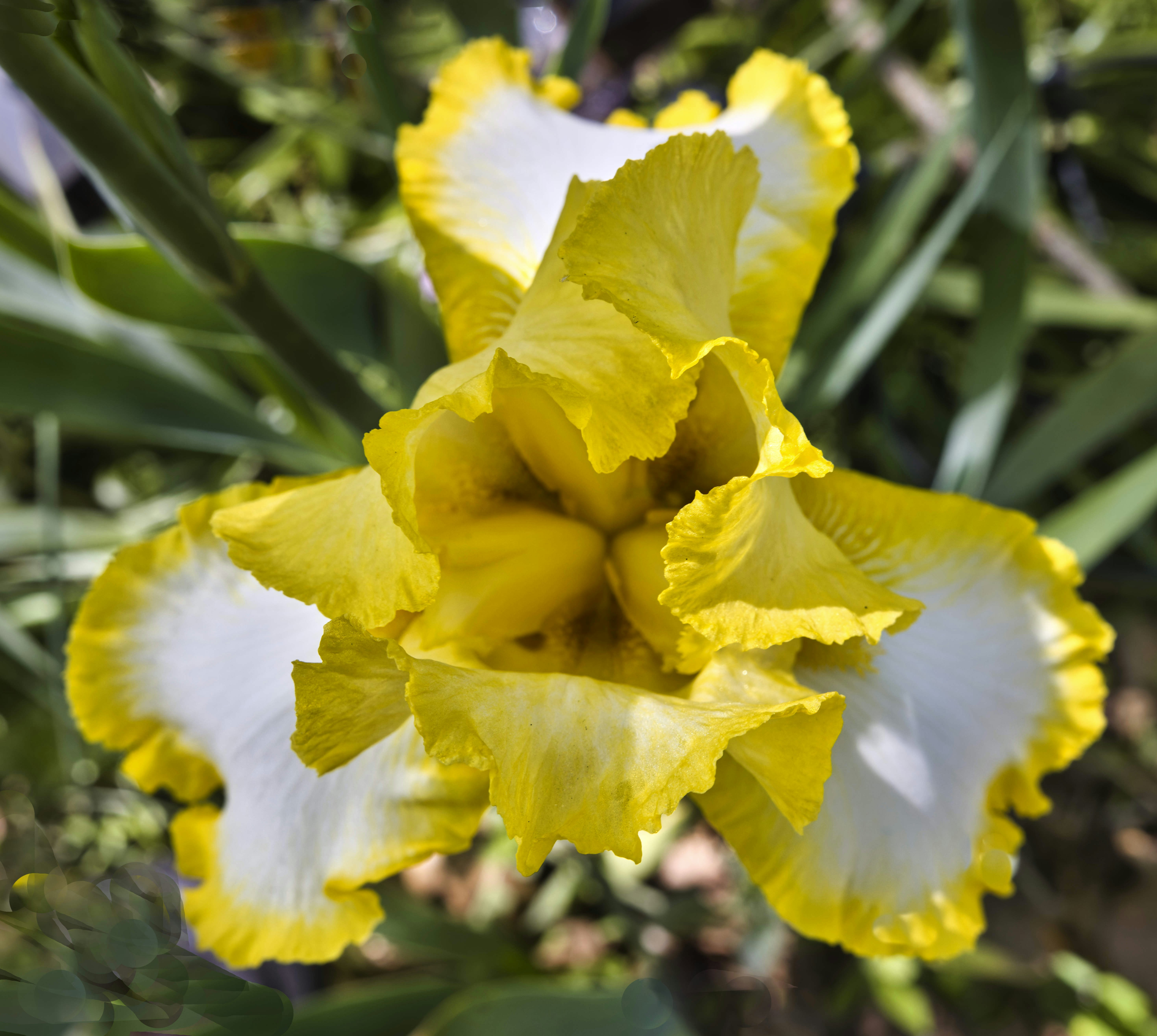 a close up of a yellow and white flower