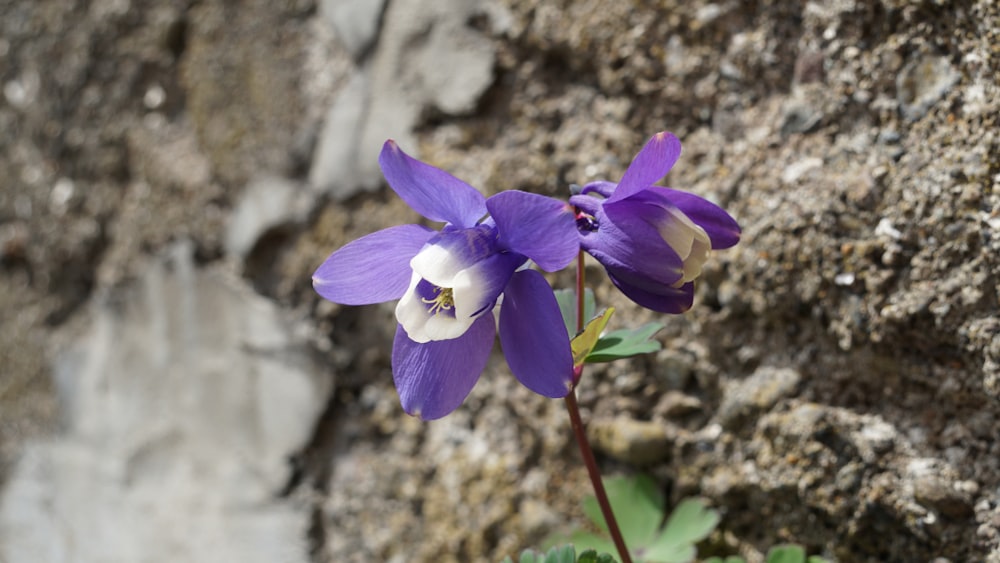 a purple and white flower growing out of a crack in a rock wall