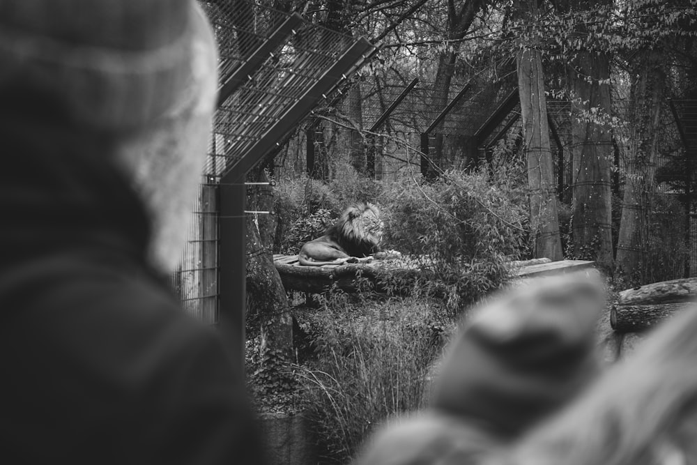 a black and white photo of a woman looking at a lion