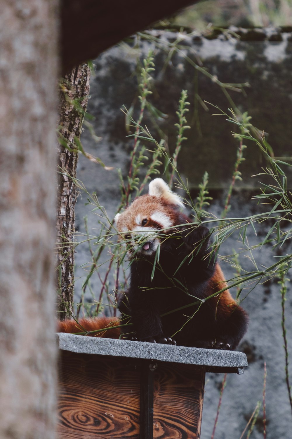 a red panda bear sitting on top of a wooden bench