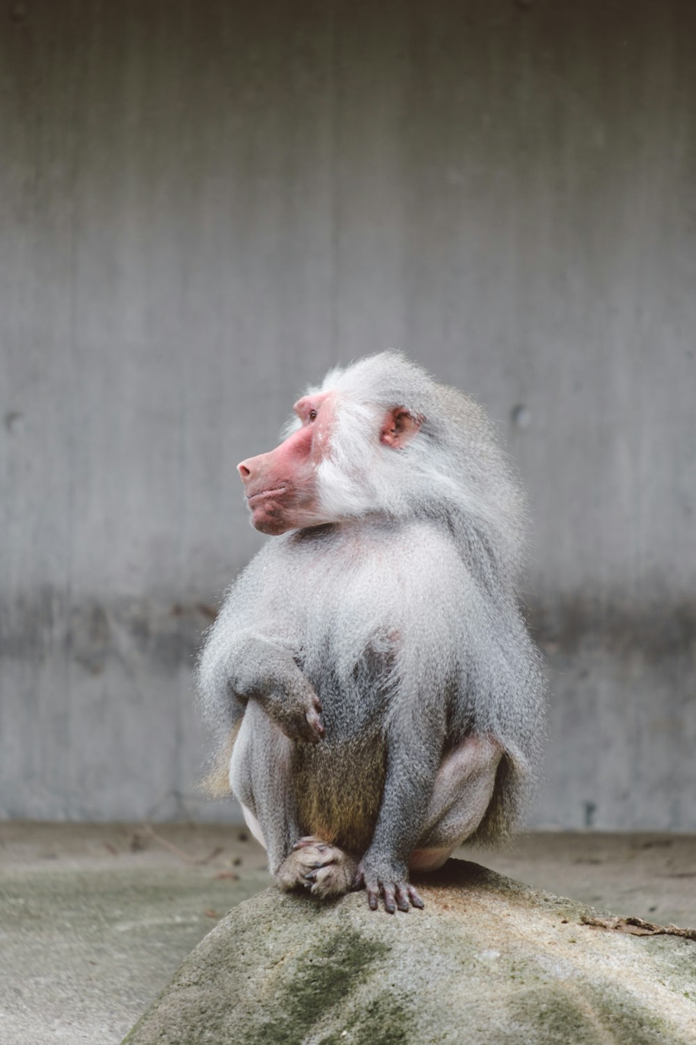 a small monkey sitting on top of a rock