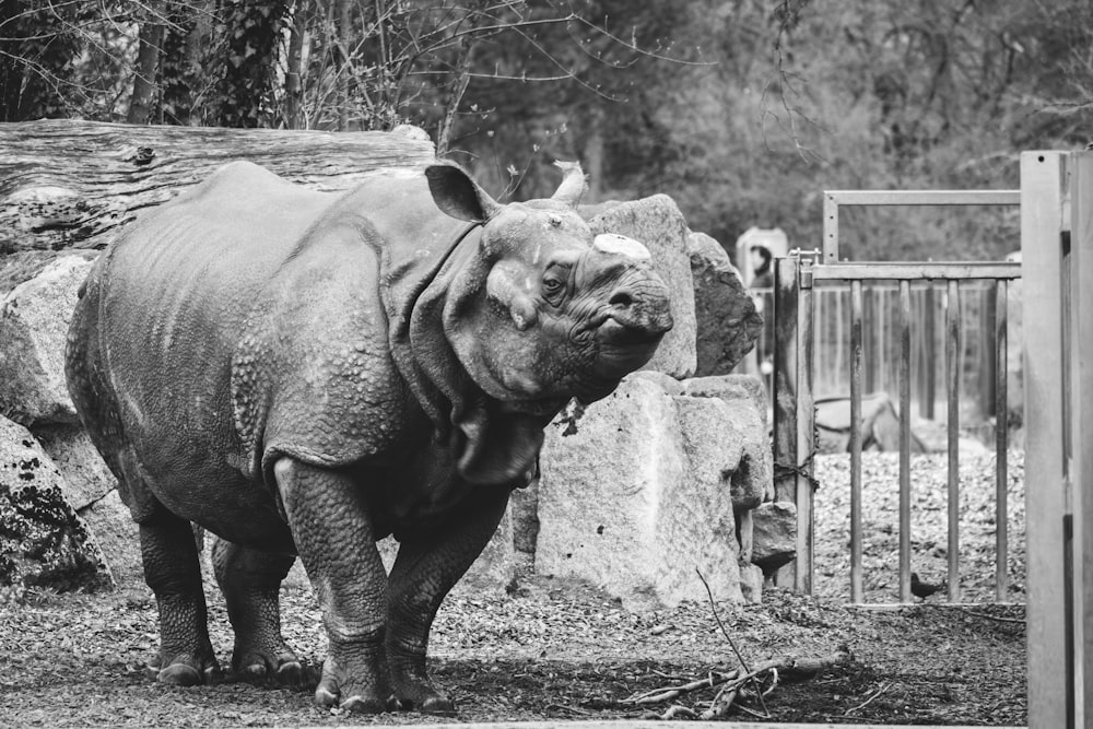 a black and white photo of a rhinoceros