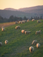 A peaceful pasture at sunset with grazing livestock and rolling hills in the background.