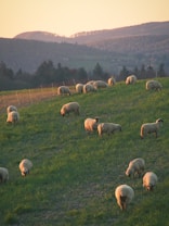 A peaceful pastoral scene features several sheep grazing on a lush green hillside, with a backdrop of gentle rolling hills and a soft, warm sunset. The landscape conveys a sense of tranquility and rural life.