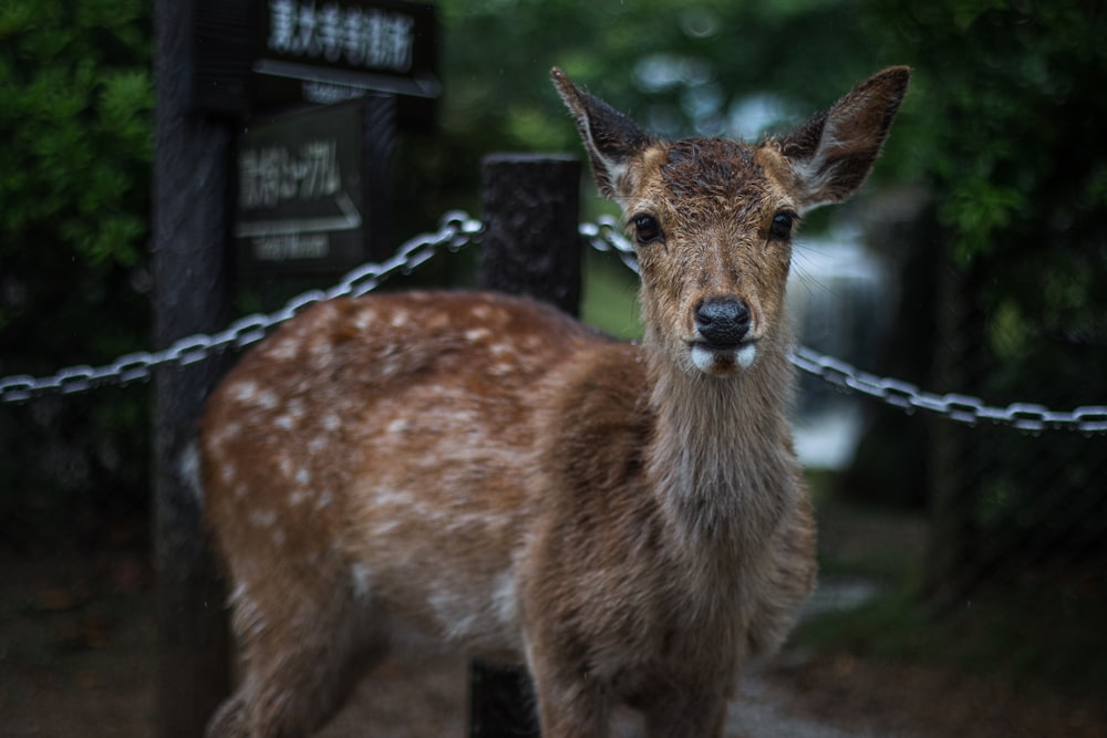 a small deer standing next to a chain fence