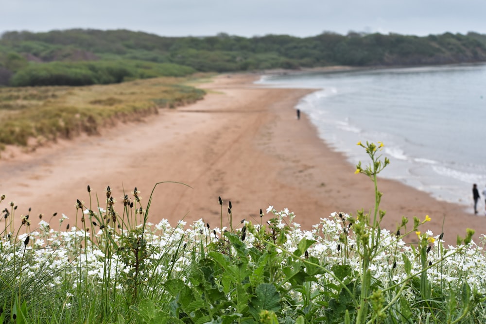 a beach with a few people walking on it